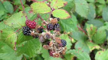 photo de la randonn�e